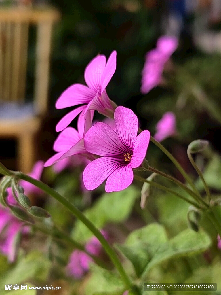 娇艳绽放的粉色小花