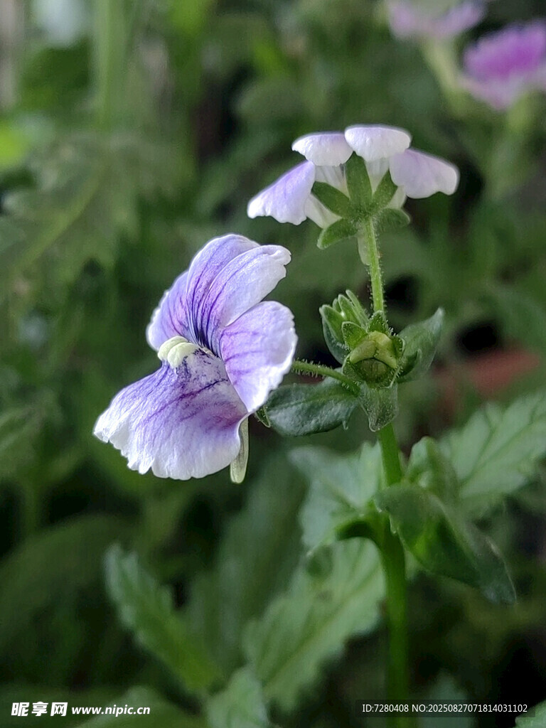 紫色小花绽放绿意间