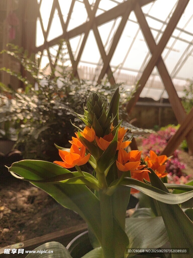 温室中的艳丽花卉