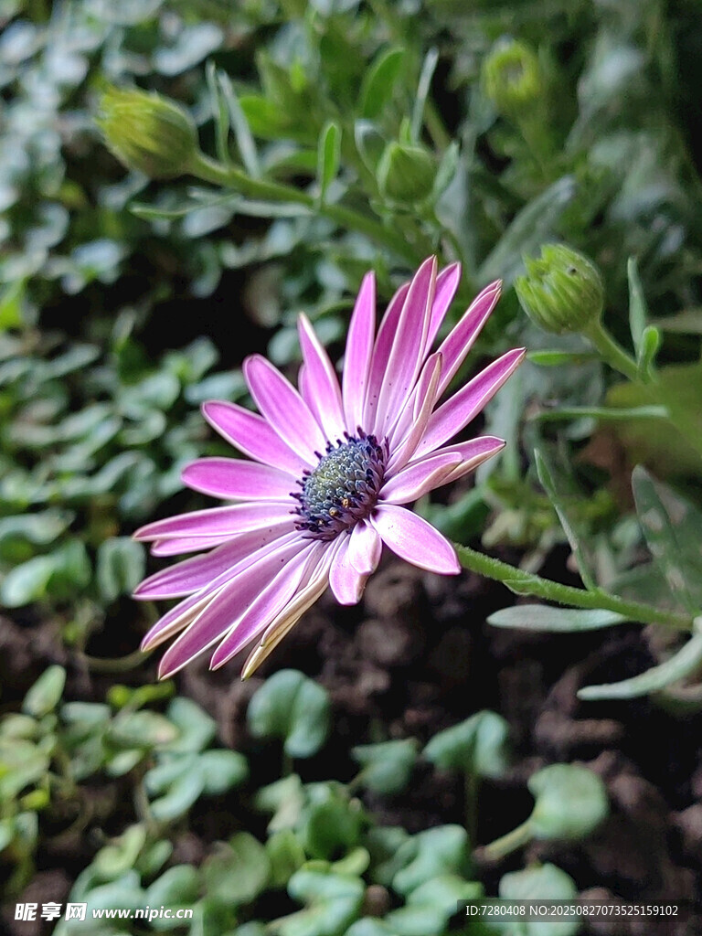 娇艳绽放的粉色雏菊花