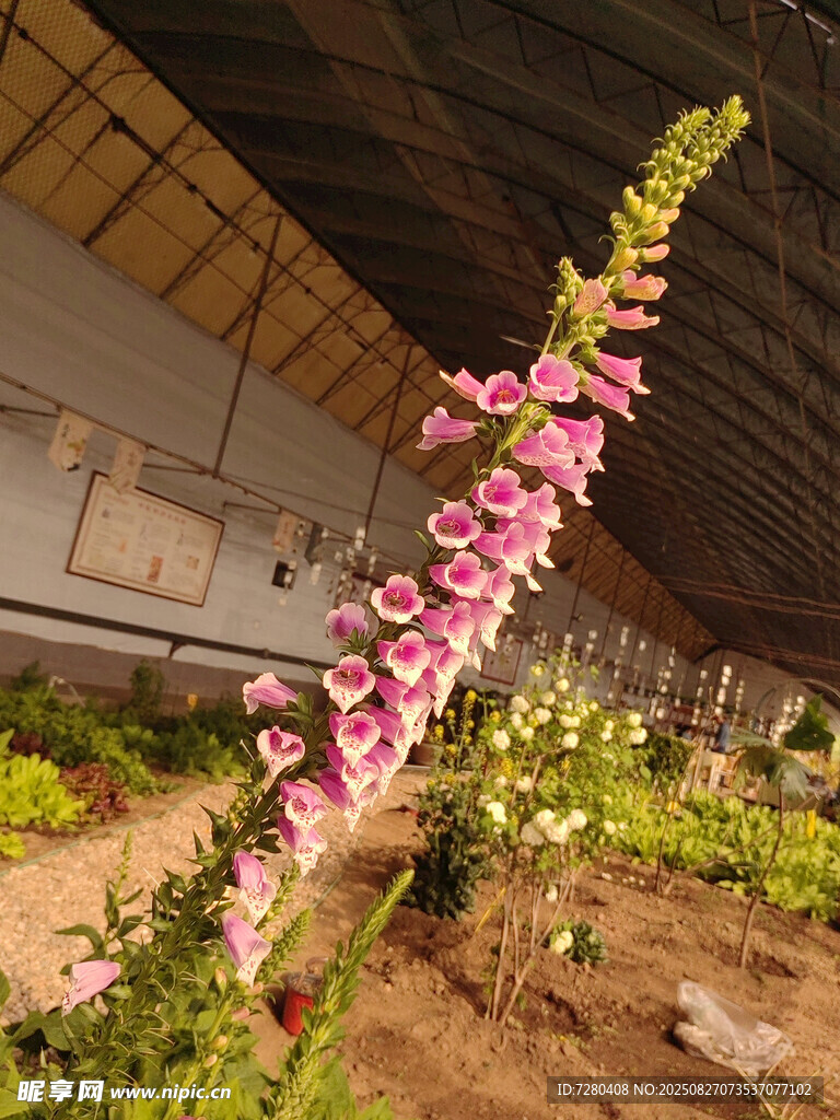 温室中的粉色毛地黄花