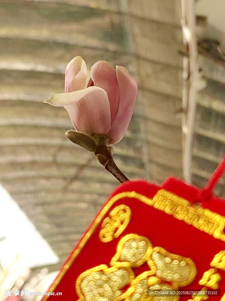 玉兰花旁的喜庆福字挂件