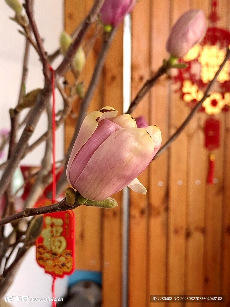玉兰花枝挂饰迎新春