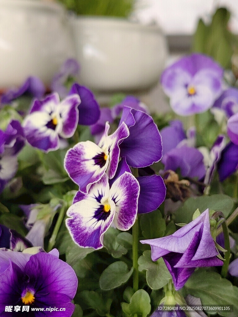 紫色三色堇花卉特写