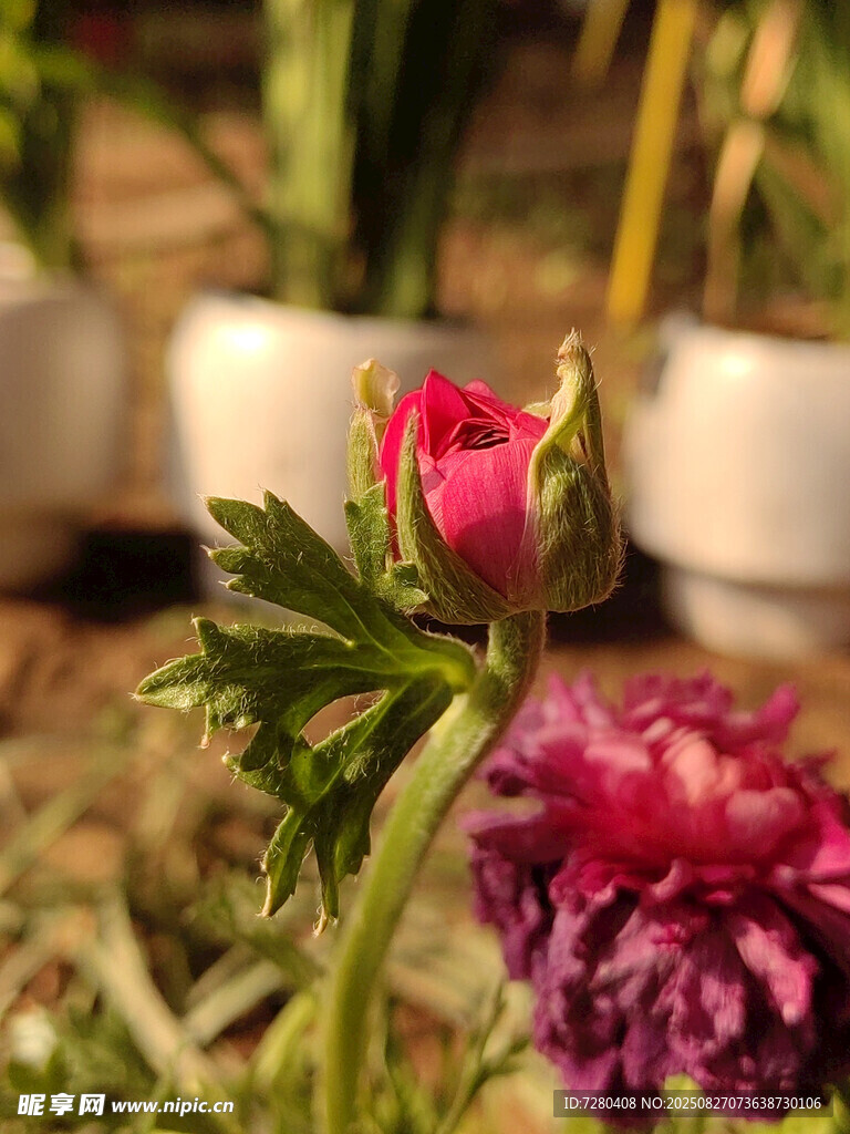 娇艳花姿