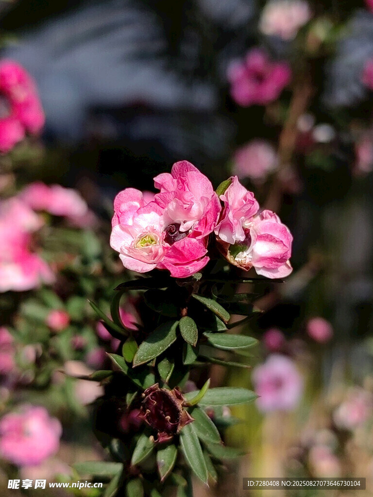 娇艳粉色花朵绽放