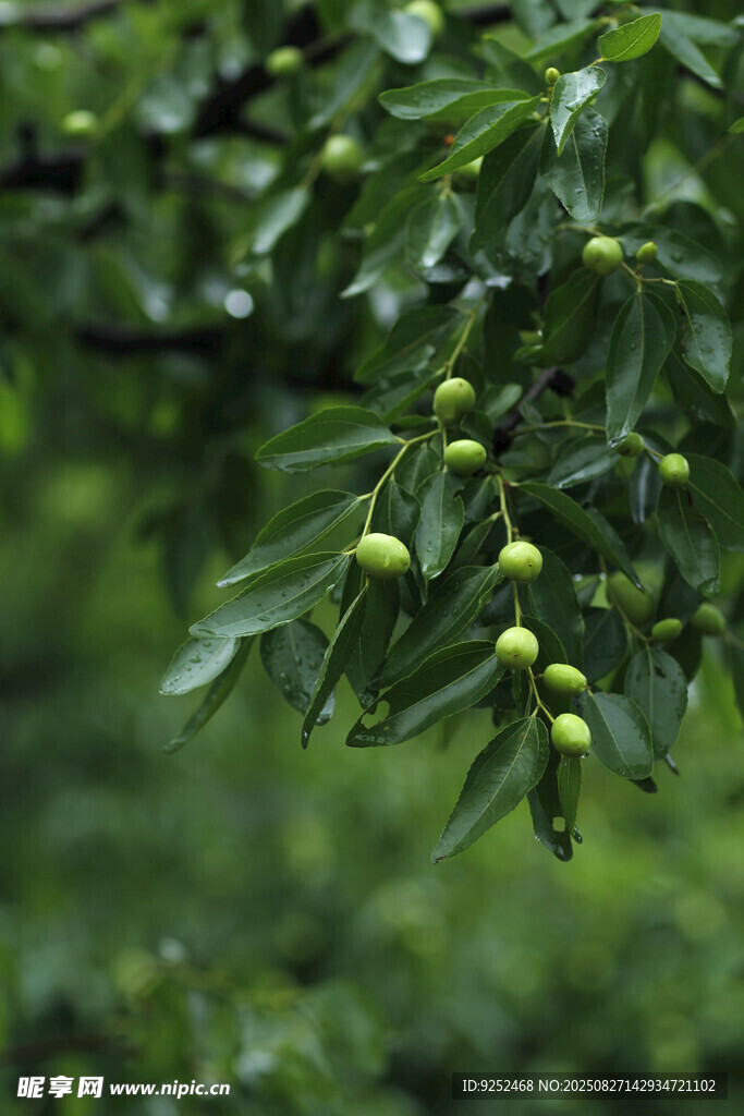 枣子树