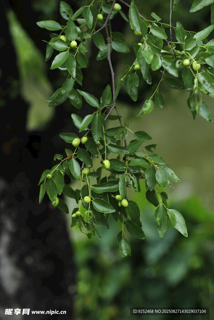 枣子树