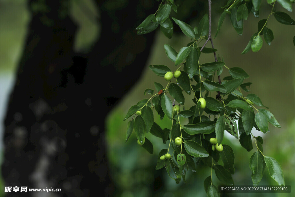 苹果枣 