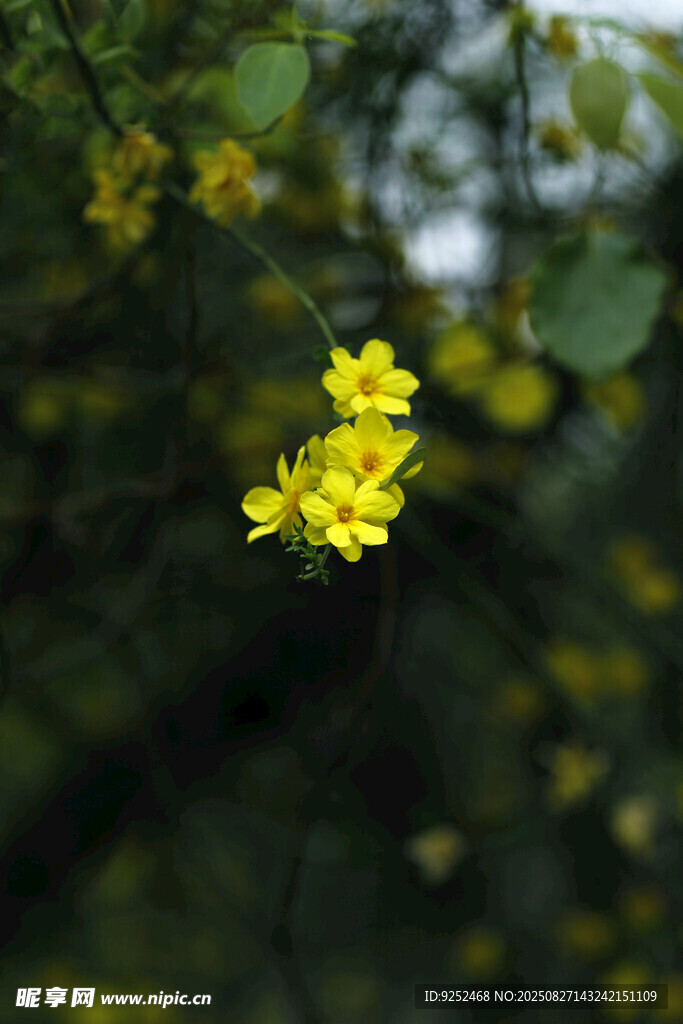 迎春花 