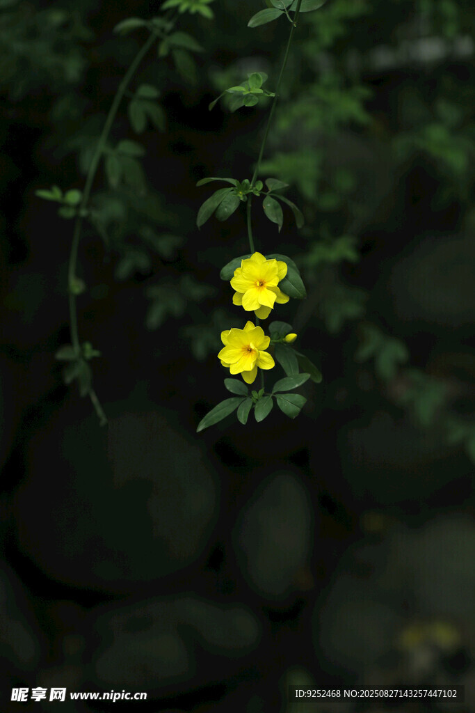 清明花 