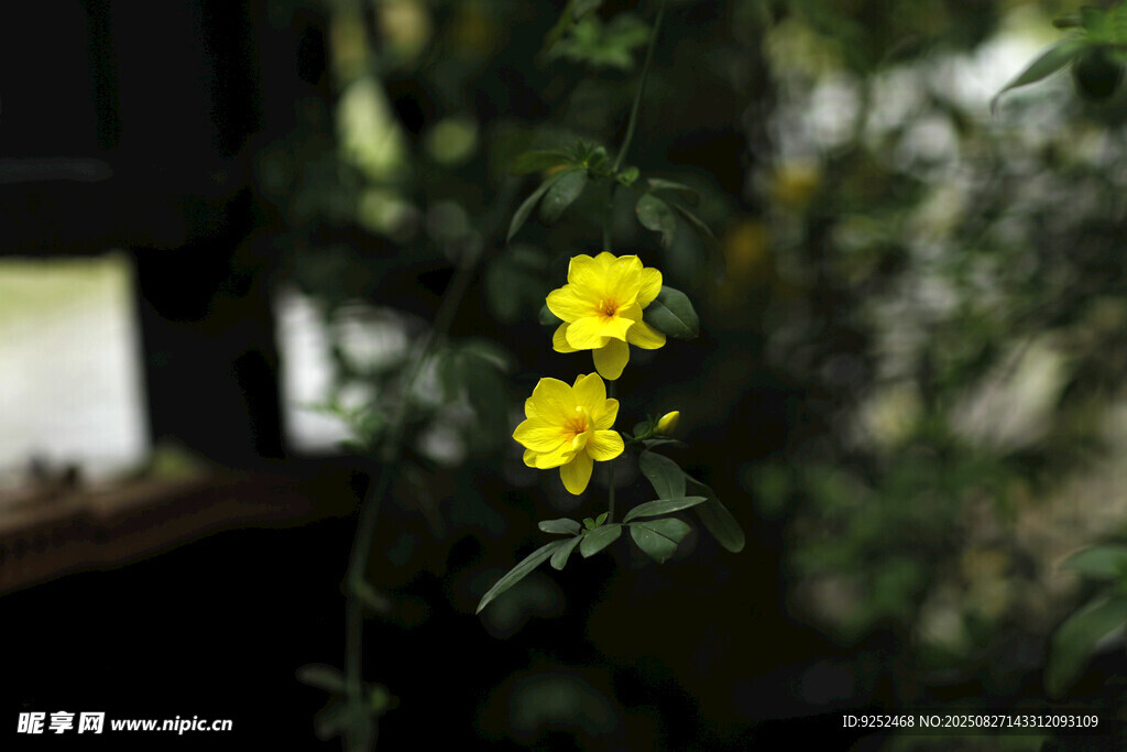  小黄花
