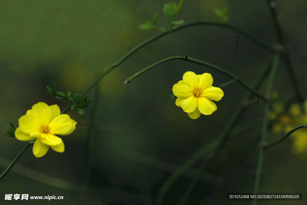 迎春花 