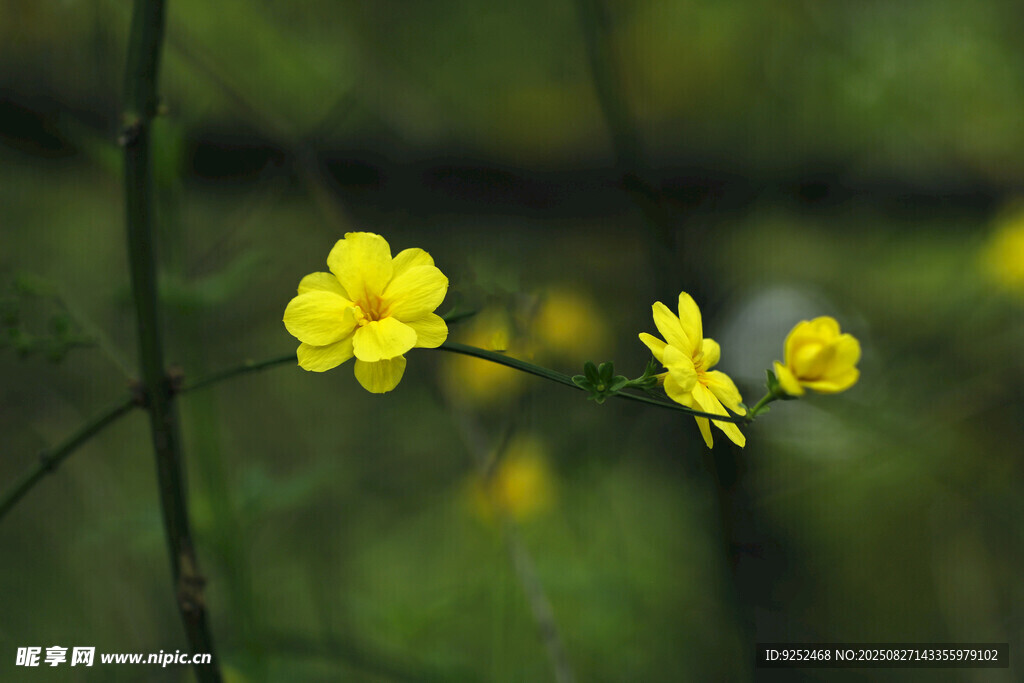 黄色小花