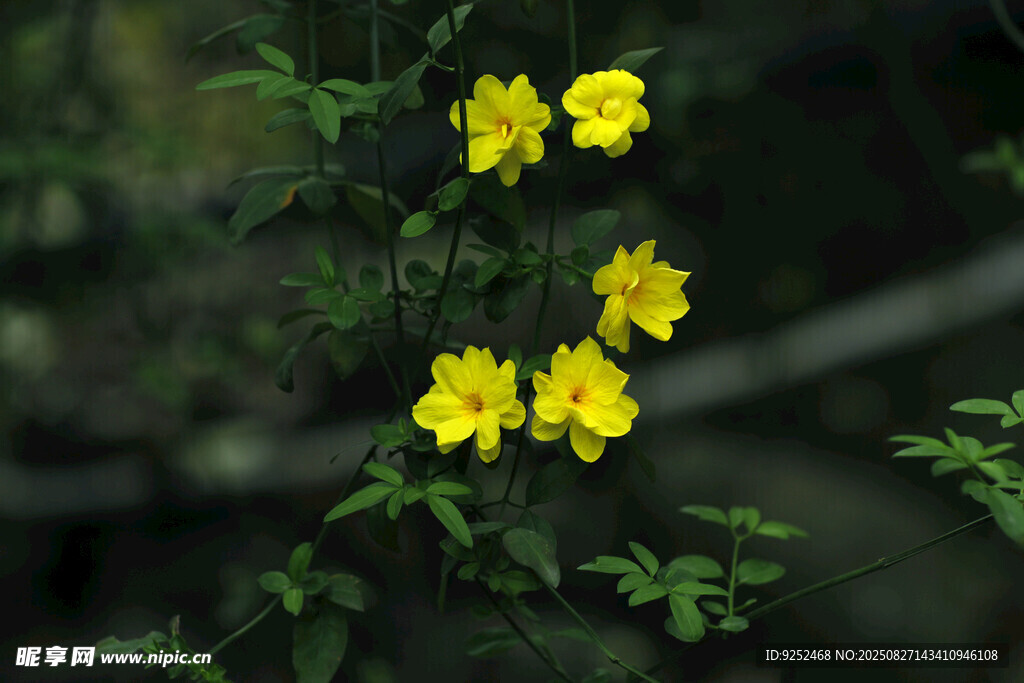  黄色小花