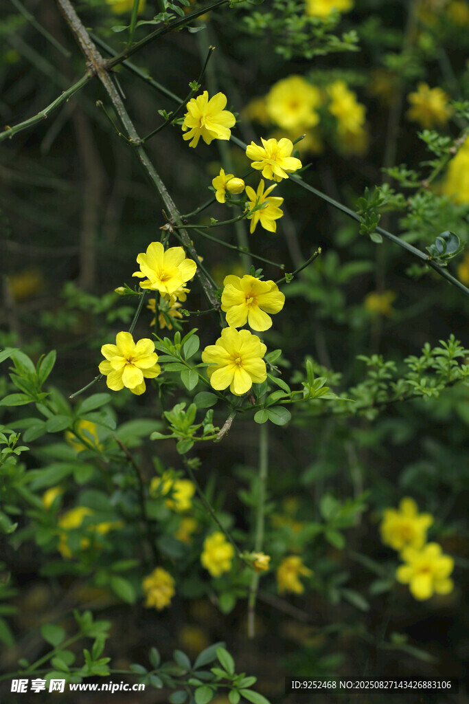  迎春花