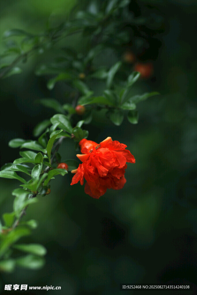  石榴花