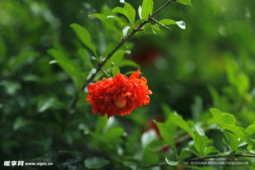  石榴花
