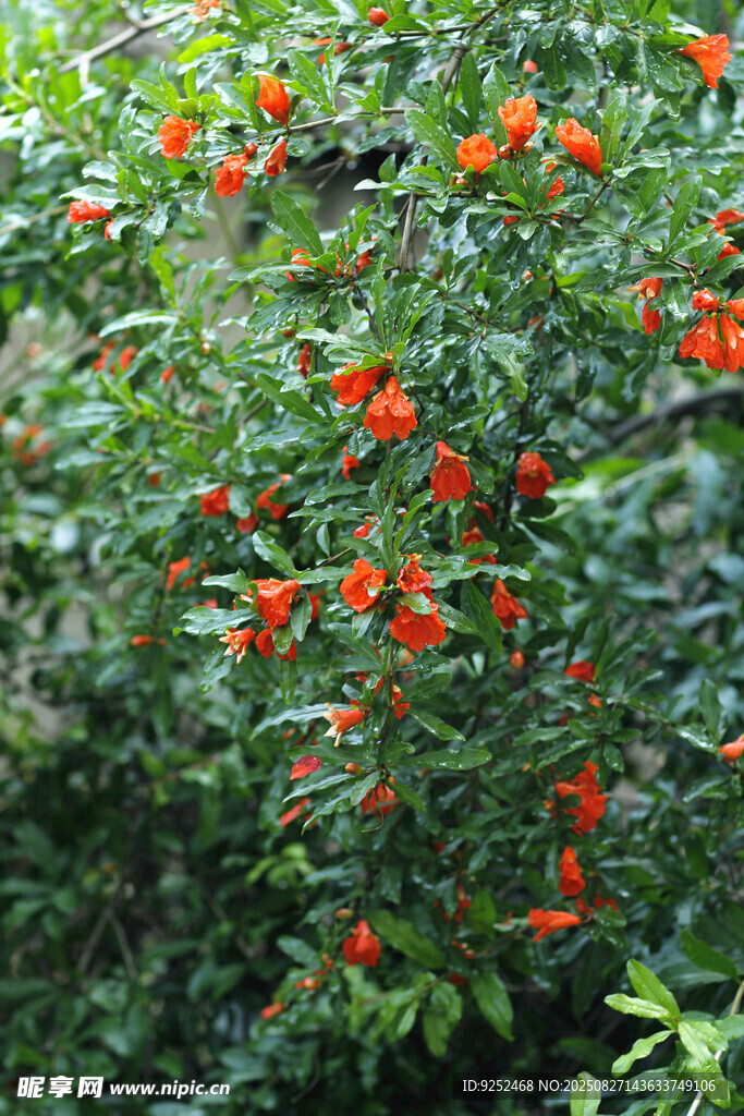 小石榴花
