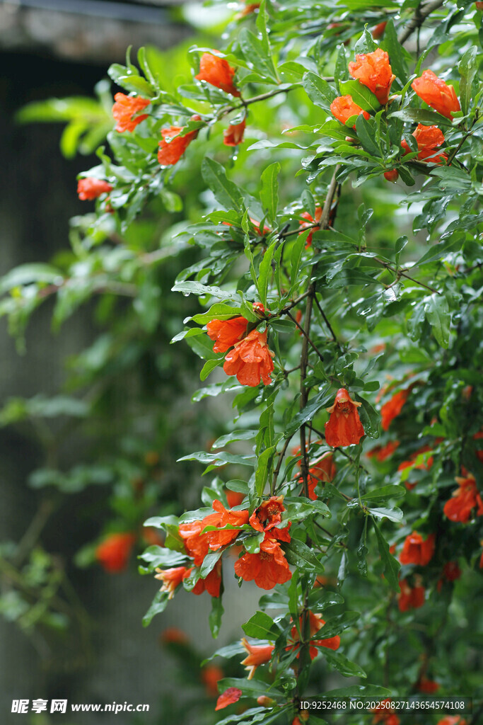 石榴花