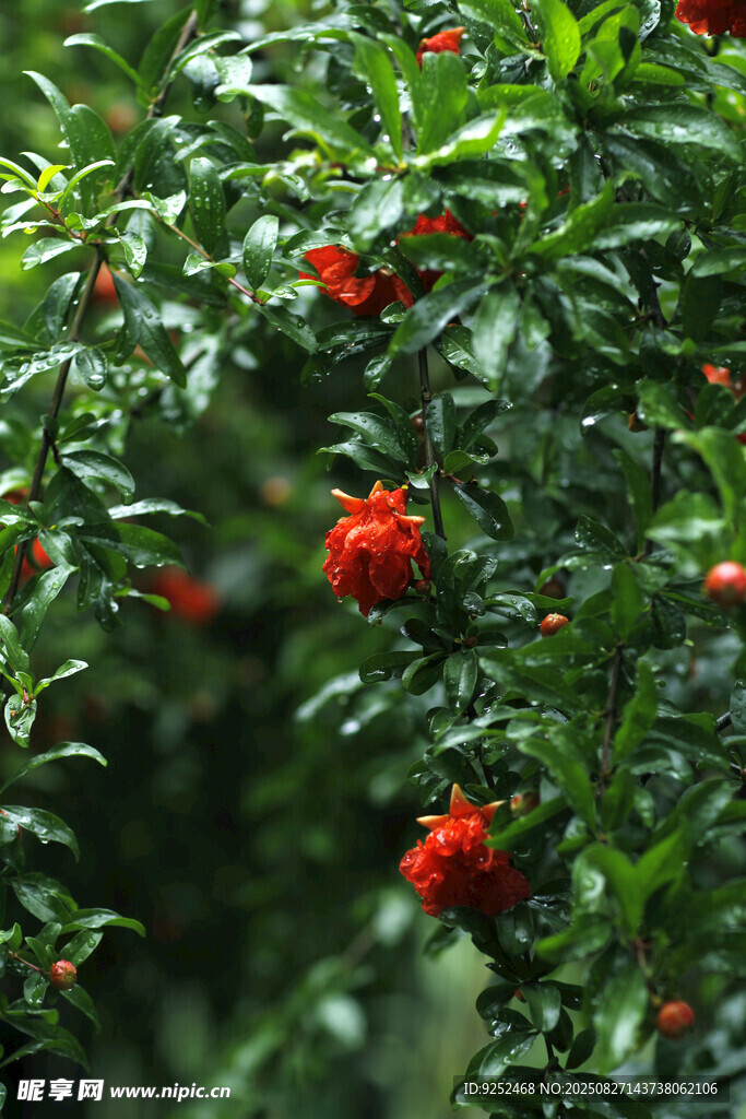 小石榴花