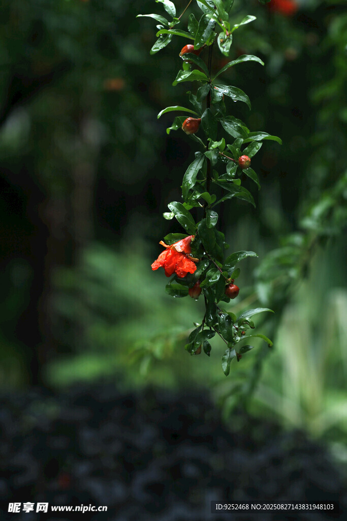  石榴花