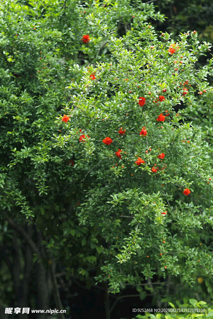 小石榴花