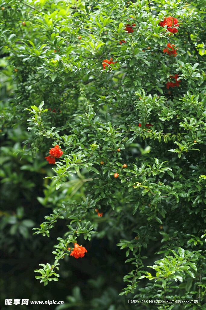  石榴花