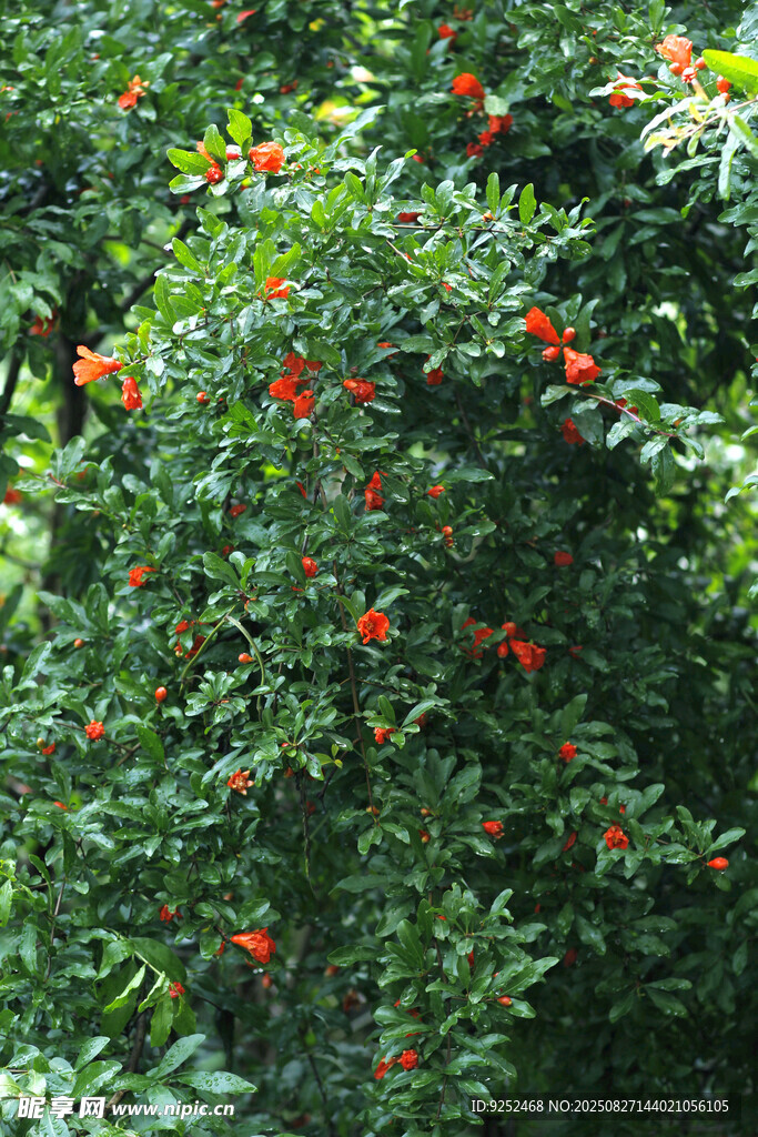 石榴花 