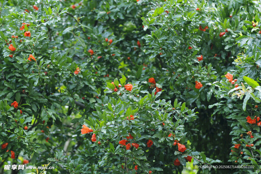 小石榴花
