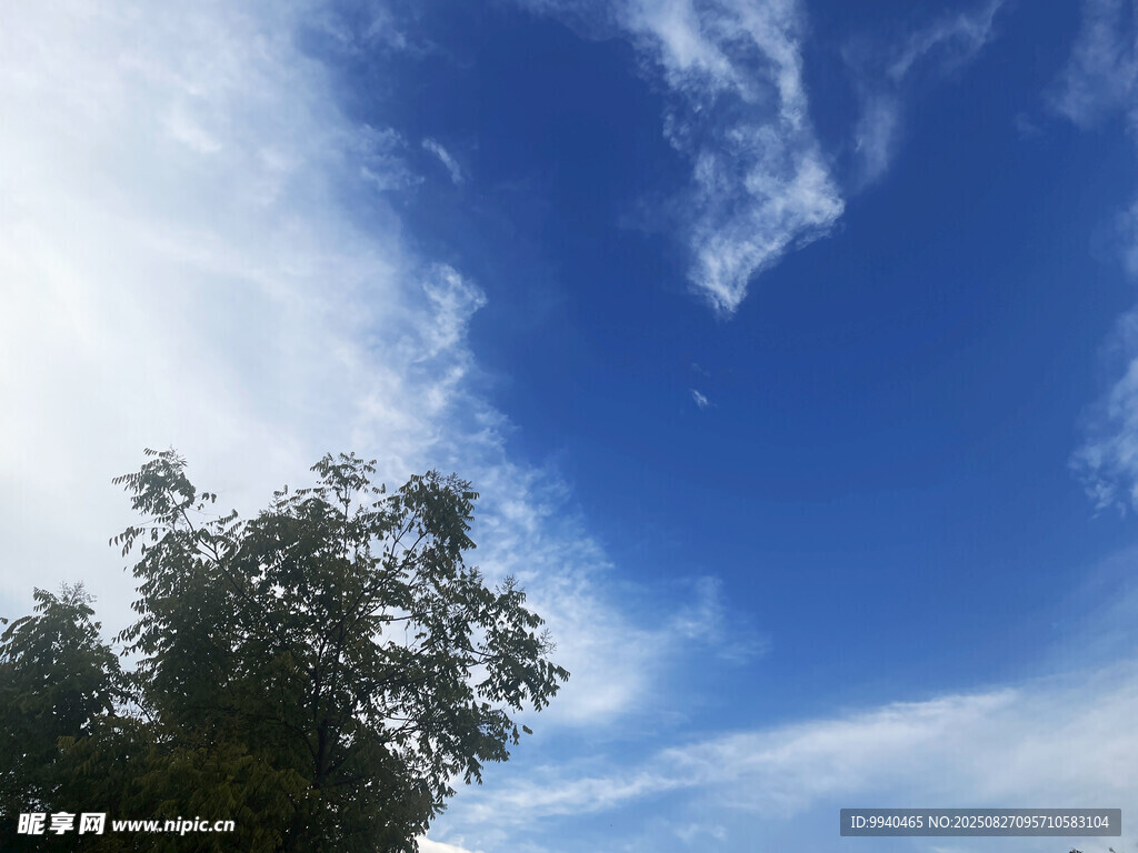 蓝天绿树美景