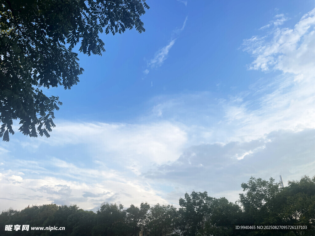蓝天白云下的树林美景
