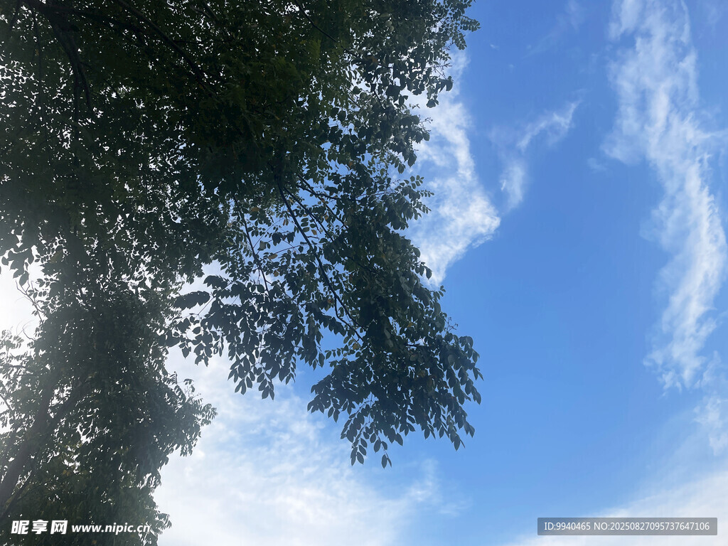 透过枝叶看蓝天