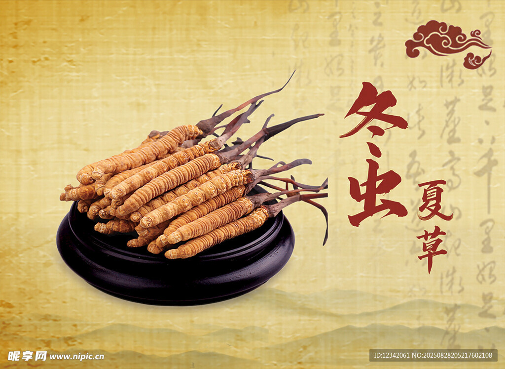 珍贵冬虫夏草特写