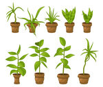 盆栽绿植集合