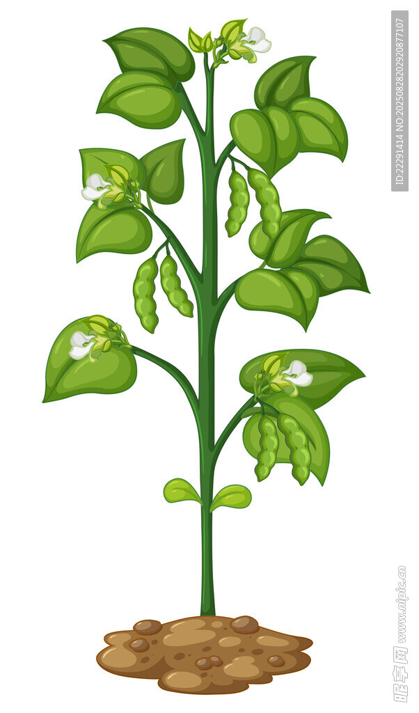 生长中的绿色植物幼苗