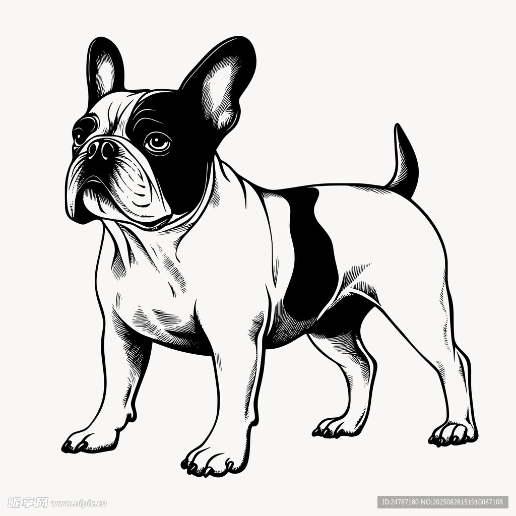 斗牛犬