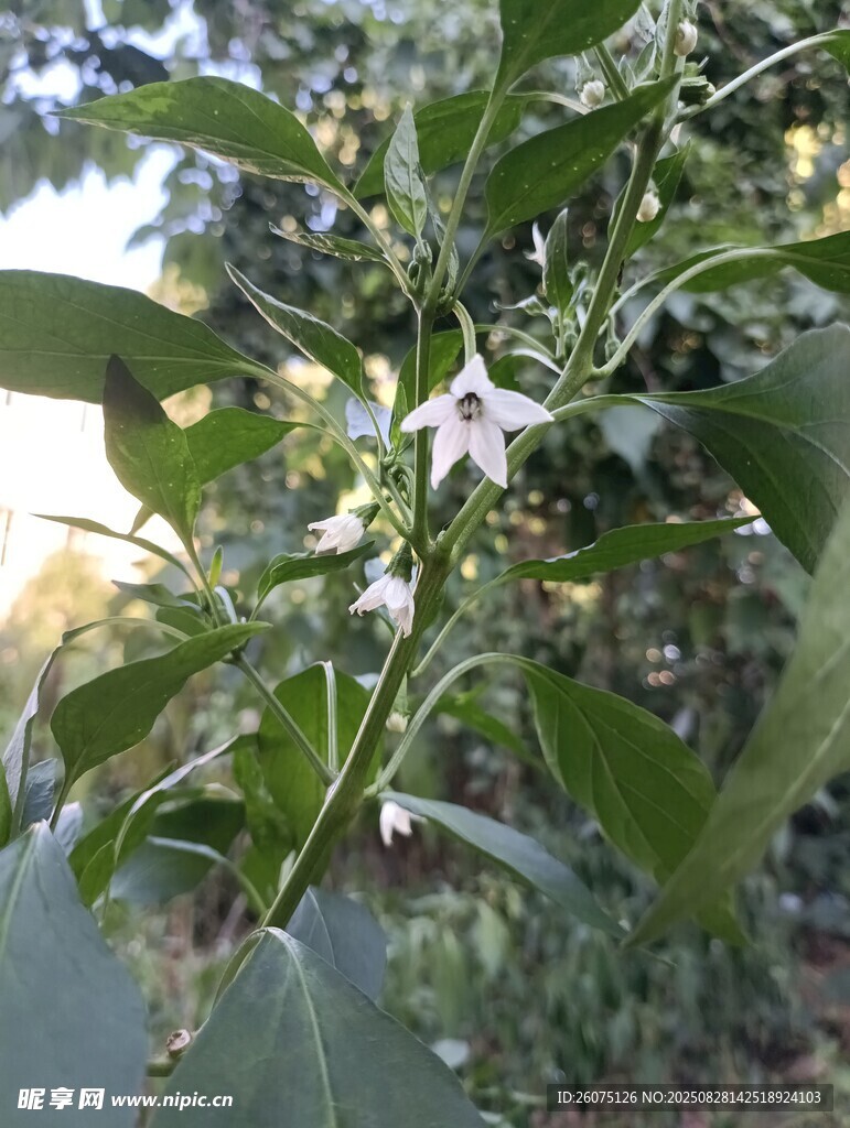 辣椒植株枝头绽放的白色小花