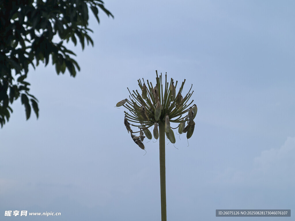 高耸的植株特写