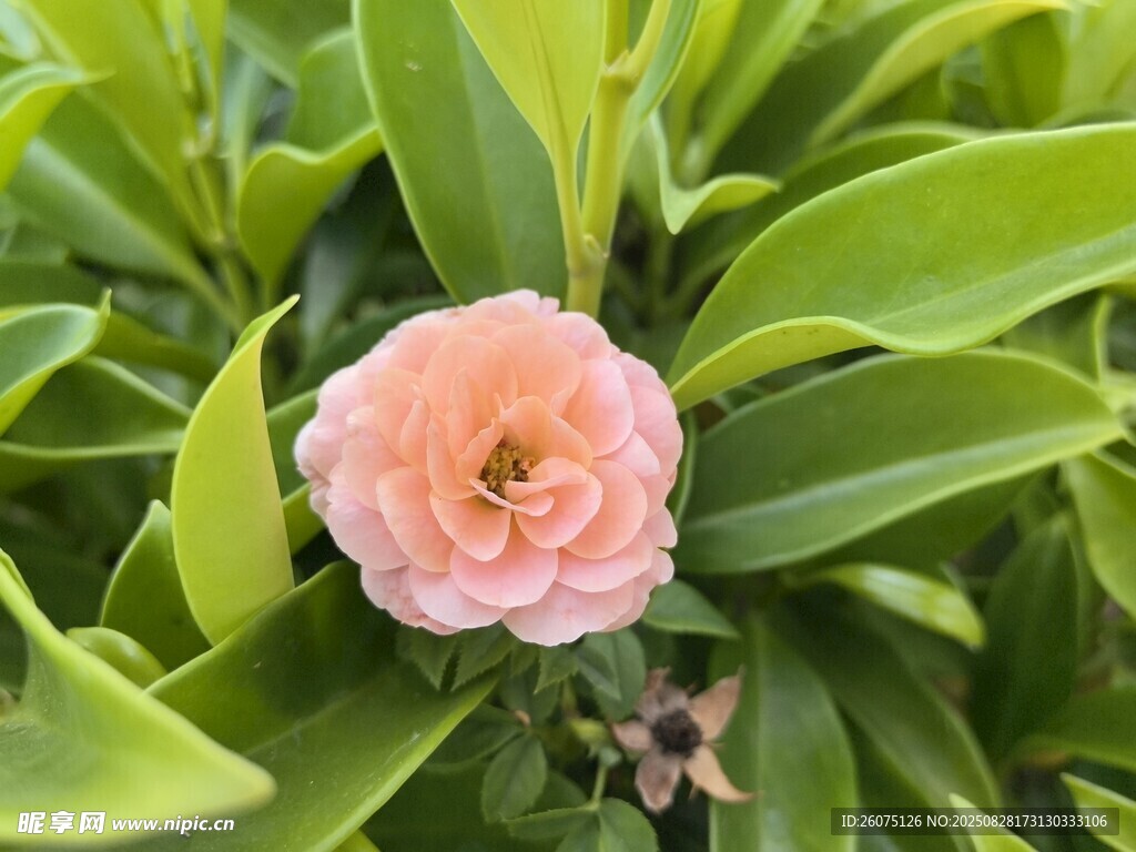 粉色山茶花绽放绿叶间