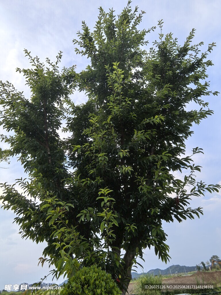 挺拔绿树展现自然生机