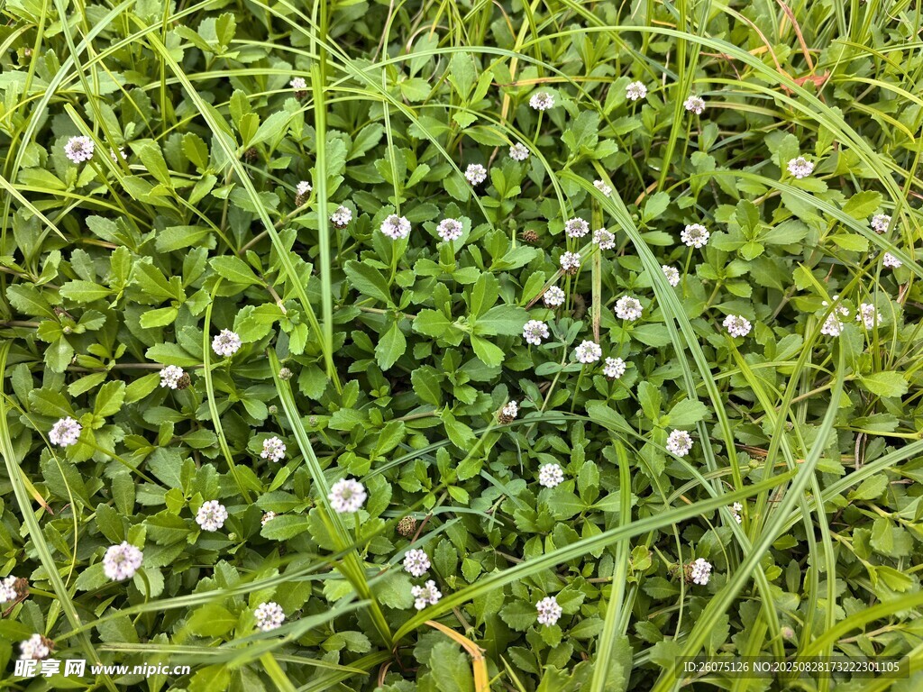 绿草间点缀白色小花