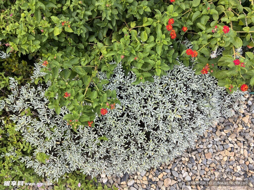 银叶植物与红花绿植景观