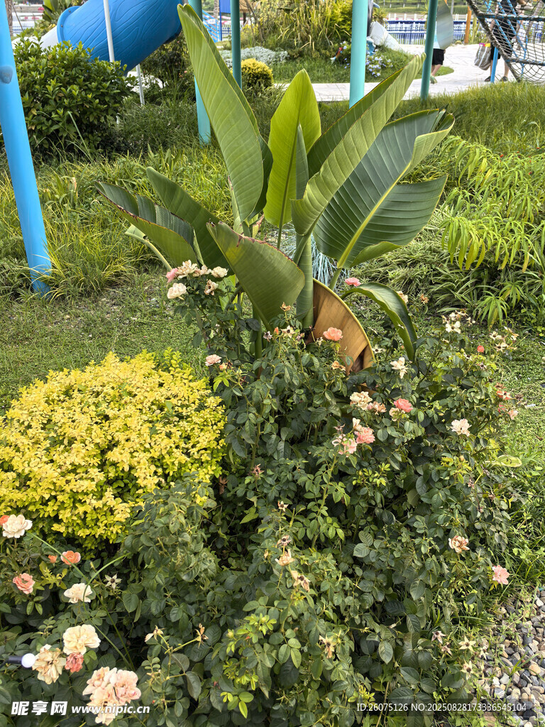 花园中的绿植与花卉景观