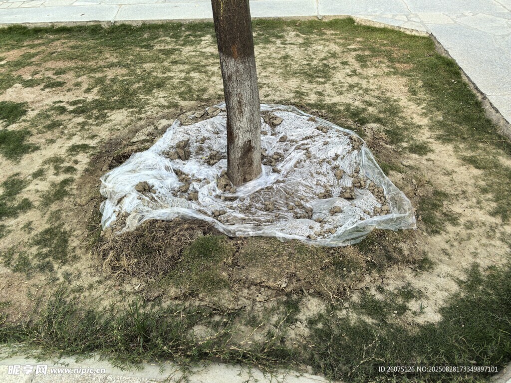 树基覆盖塑料薄膜场景