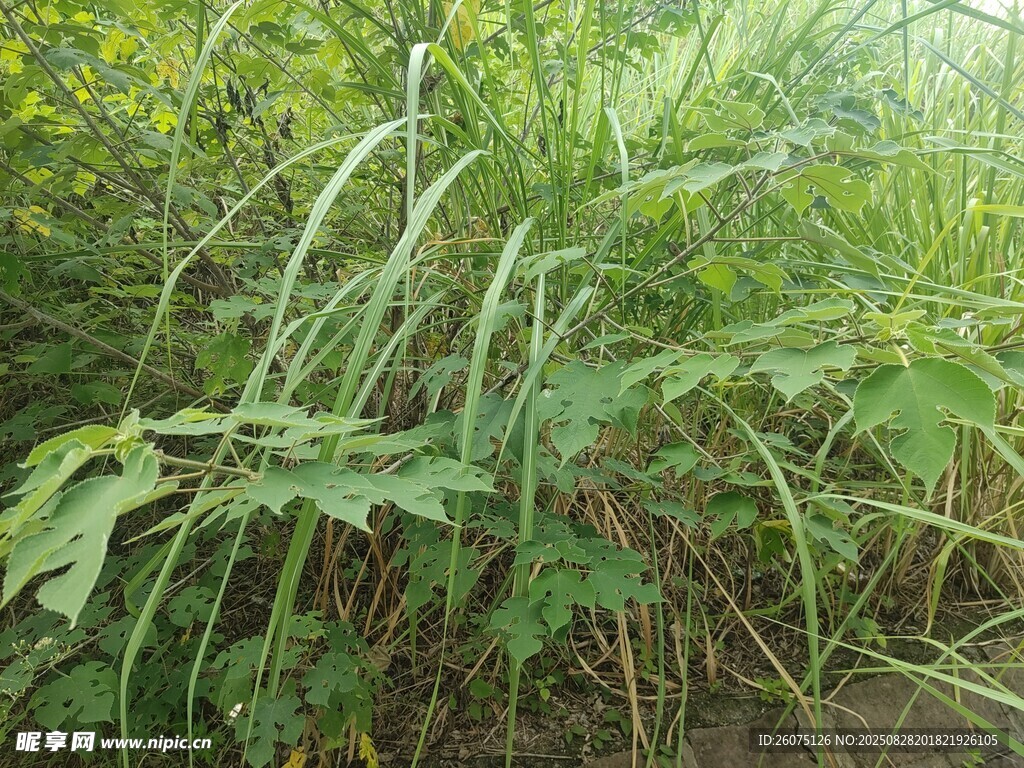 野外茂盛的绿色植物