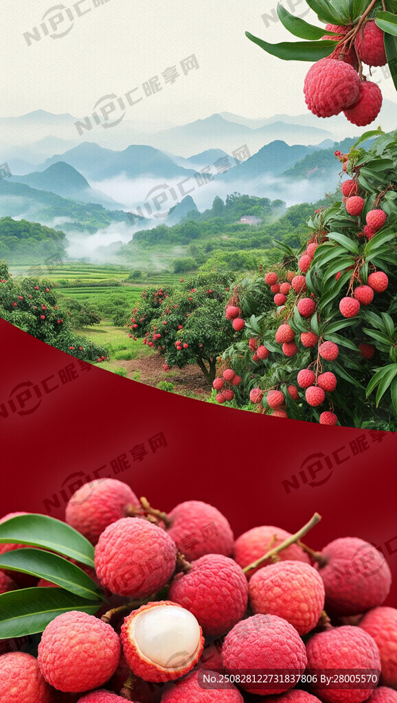 满画面大荔枝 果密