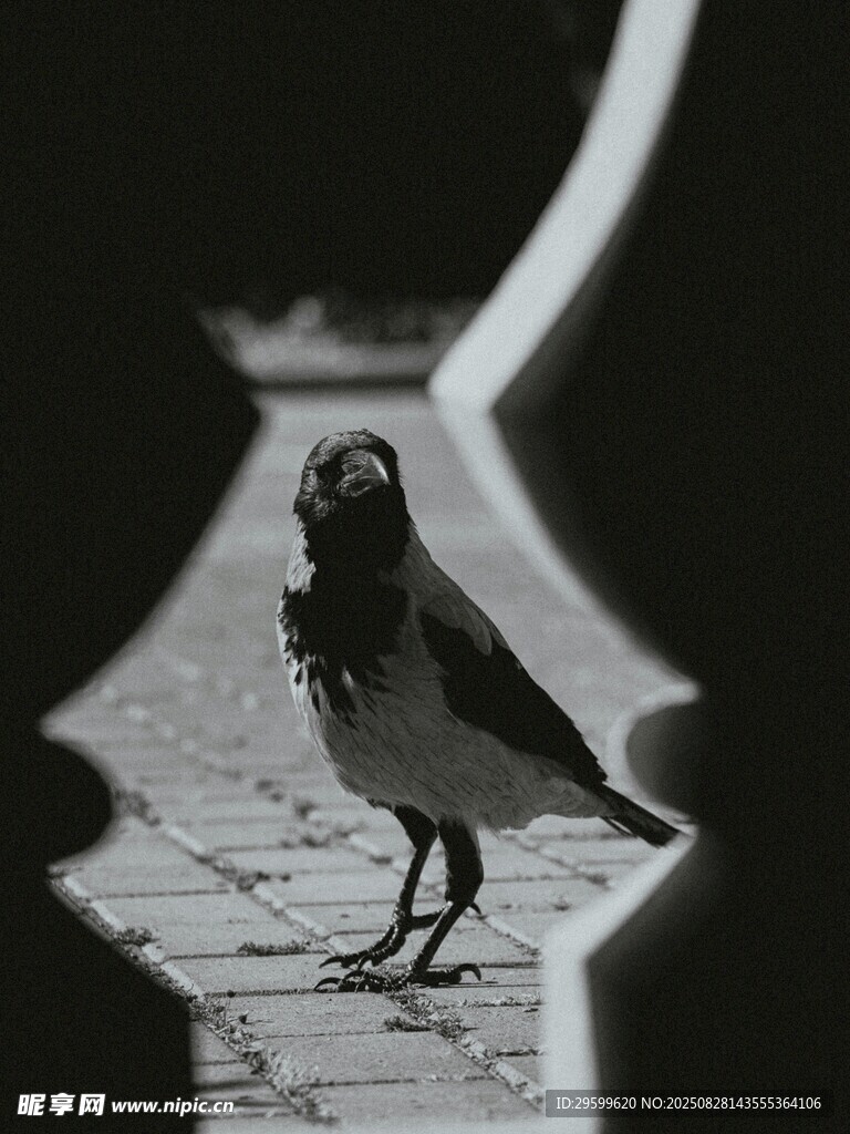 光影下的独行小鸟