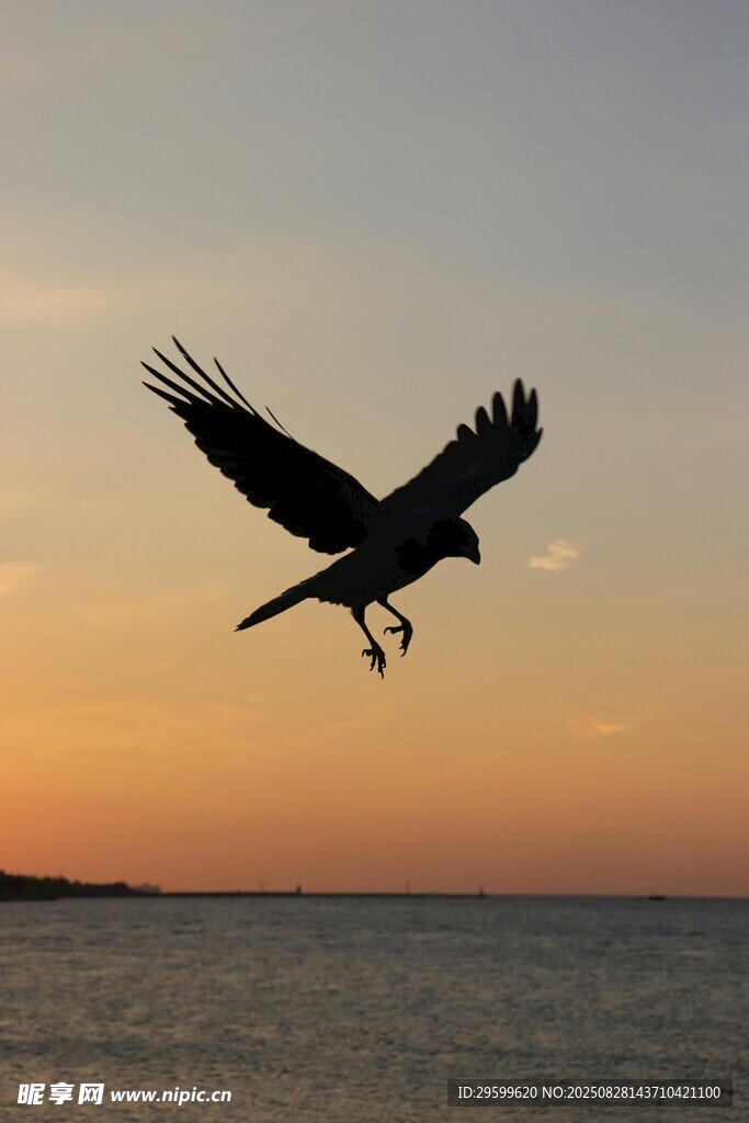 夕阳下展翅翱翔的雄鹰