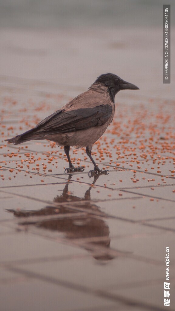 雨中漫步的灰黑色小鸟